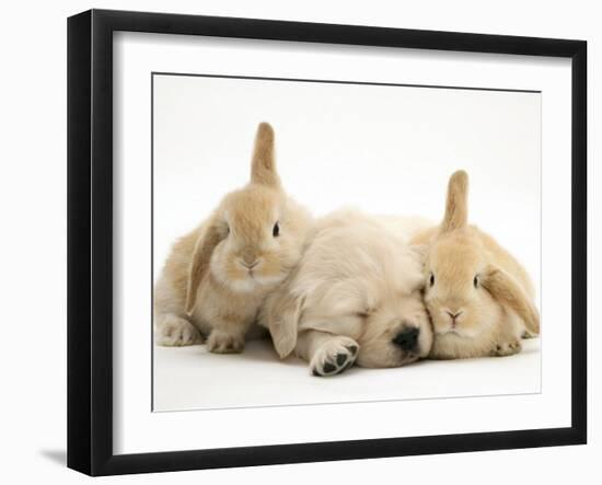 Golden Retriever Puppy Sleeping Between Two Young Sandy Lop Rabbits-Jane Burton-Framed Photographic Print