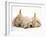 Golden Retriever Puppy Sleeping Between Two Young Sandy Lop Rabbits-Jane Burton-Framed Photographic Print