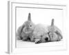 Golden Retriever Puppy Sleeping Between Two Young Sandy Lop Rabbits-Jane Burton-Framed Photographic Print