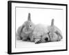 Golden Retriever Puppy Sleeping Between Two Young Sandy Lop Rabbits-Jane Burton-Framed Photographic Print