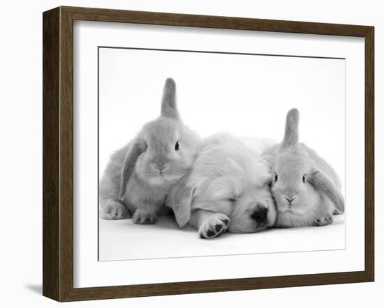 Golden Retriever Puppy Sleeping Between Two Young Sandy Lop Rabbits-Jane Burton-Framed Photographic Print