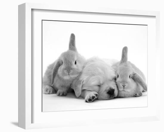 Golden Retriever Puppy Sleeping Between Two Young Sandy Lop Rabbits-Jane Burton-Framed Photographic Print