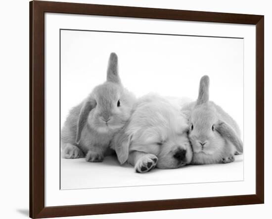 Golden Retriever Puppy Sleeping Between Two Young Sandy Lop Rabbits-Jane Burton-Framed Photographic Print