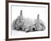 Golden Retriever Puppy Sleeping Between Two Young Sandy Lop Rabbits-Jane Burton-Framed Photographic Print