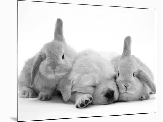 Golden Retriever Puppy Sleeping Between Two Young Sandy Lop Rabbits-Jane Burton-Mounted Photographic Print