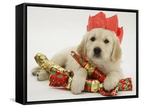 Golden Retriever Puppy with Christmas Crackers Wearing Paper Hat-Jane Burton-Framed Stretched Canvas