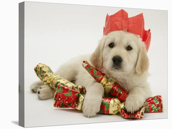 Golden Retriever Puppy with Christmas Crackers Wearing Paper Hat-Jane Burton-Stretched Canvas