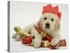 Golden Retriever Puppy with Christmas Crackers Wearing Paper Hat-Jane Burton-Stretched Canvas