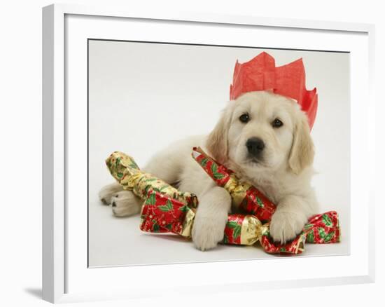 Golden Retriever Puppy with Christmas Crackers Wearing Paper Hat-Jane Burton-Framed Photographic Print