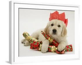 Golden Retriever Puppy with Christmas Crackers Wearing Paper Hat-Jane Burton-Framed Photographic Print