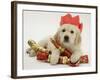 Golden Retriever Puppy with Christmas Crackers Wearing Paper Hat-Jane Burton-Framed Photographic Print