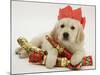 Golden Retriever Puppy with Christmas Crackers Wearing Paper Hat-Jane Burton-Mounted Photographic Print