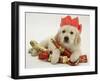 Golden Retriever Puppy with Christmas Crackers Wearing Paper Hat-Jane Burton-Framed Photographic Print