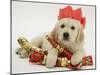 Golden Retriever Puppy with Christmas Crackers Wearing Paper Hat-Jane Burton-Mounted Photographic Print