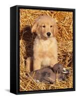 Golden Retriever Puppy with Decoy Duck, USA-Lynn M. Stone-Framed Stretched Canvas