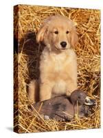 Golden Retriever Puppy with Decoy Duck, USA-Lynn M. Stone-Stretched Canvas