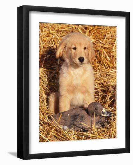 Golden Retriever Puppy with Decoy Duck, USA-Lynn M. Stone-Framed Photographic Print