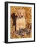 Golden Retriever Puppy with Decoy Duck, USA-Lynn M. Stone-Framed Photographic Print