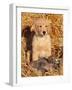 Golden Retriever Puppy with Decoy Duck, USA-Lynn M. Stone-Framed Photographic Print