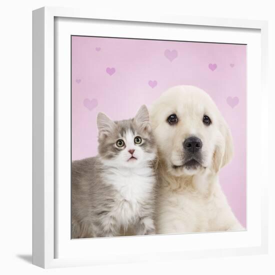 Golden Retriever Puppy with Kitten with Pink Hearts-null-Framed Photographic Print