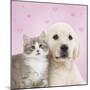 Golden Retriever Puppy with Kitten with Pink Hearts-null-Mounted Photographic Print