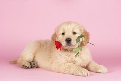 &lsquo;Golden Retriever Puppy with Rose&rsquo; Photographic Print | AllPosters.com