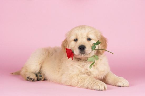 ‘Golden Retriever Puppy with Rose’ Photographic Print | AllPosters.com