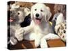 Golden Retriever Puppy with Toys-Lynn M. Stone-Stretched Canvas