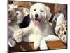 Golden Retriever Puppy with Toys-Lynn M. Stone-Mounted Premium Photographic Print