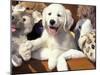 Golden Retriever Puppy with Toys-Lynn M. Stone-Mounted Photographic Print