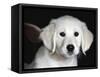 Golden Retriever Puppy-Lynn M. Stone-Framed Stretched Canvas