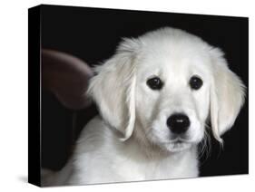 Golden Retriever Puppy-Lynn M. Stone-Stretched Canvas