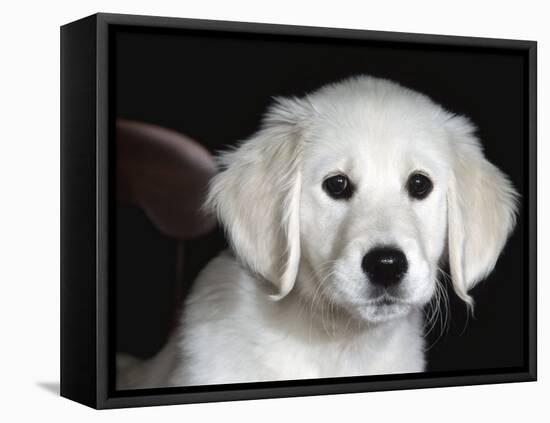 Golden Retriever Puppy-Lynn M. Stone-Framed Stretched Canvas