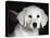 Golden Retriever Puppy-Lynn M. Stone-Stretched Canvas