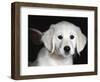 Golden Retriever Puppy-Lynn M. Stone-Framed Premium Photographic Print