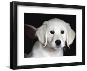 Golden Retriever Puppy-Lynn M. Stone-Framed Premium Photographic Print