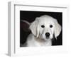 Golden Retriever Puppy-Lynn M. Stone-Framed Premium Photographic Print