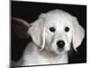 Golden Retriever Puppy-Lynn M. Stone-Mounted Premium Photographic Print