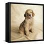 Golden Retriever Puppy-Christopher C Collins-Framed Stretched Canvas