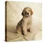 Golden Retriever Puppy-Christopher C Collins-Stretched Canvas