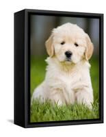 Golden Retriever Puppy-Jim Craigmyle-Framed Stretched Canvas