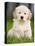 Golden Retriever Puppy-Jim Craigmyle-Stretched Canvas