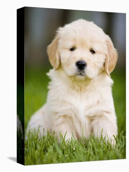 Golden Retriever Puppy-Jim Craigmyle-Stretched Canvas