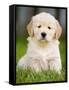 Golden Retriever Puppy-Jim Craigmyle-Framed Stretched Canvas