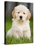 Golden Retriever Puppy-Jim Craigmyle-Stretched Canvas