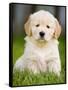 Golden Retriever Puppy-Jim Craigmyle-Framed Stretched Canvas