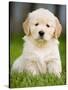 Golden Retriever Puppy-Jim Craigmyle-Stretched Canvas