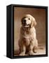 Golden Retriever Puppy-Don Mason-Framed Stretched Canvas