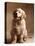 Golden Retriever Puppy-Don Mason-Stretched Canvas