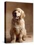 Golden Retriever Puppy-Don Mason-Stretched Canvas